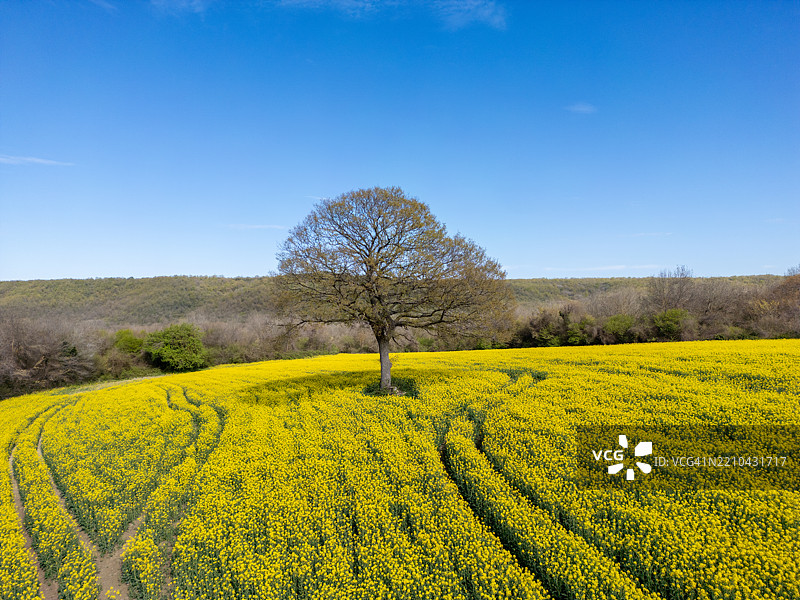 伊斯坦布尔卡塔尔卡的金色田野与孤独的树木 - 春天的梦境图片素材