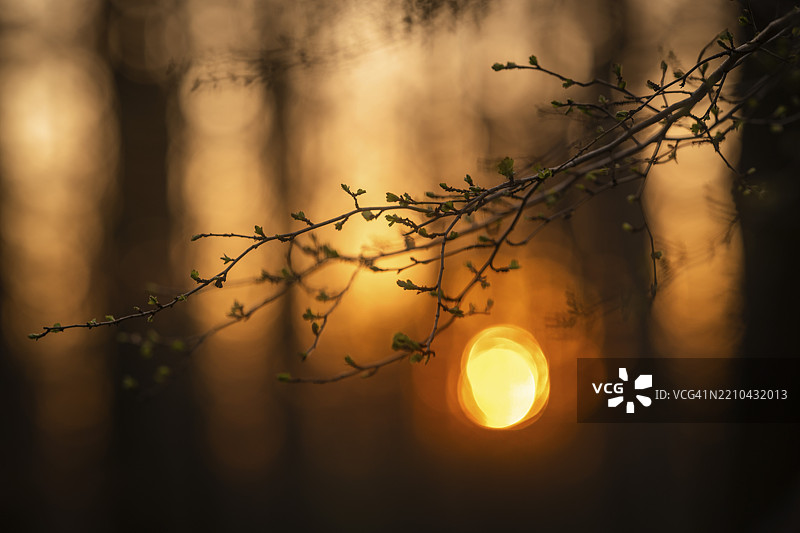 春天树枝上的第一抹绿色，森林，日落，斯图加特，巴登-符腾堡图片素材