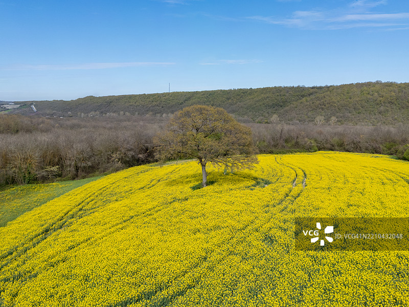 伊斯坦布尔卡塔尔卡的金色田野与孤独的树木 - 春天的梦境图片素材