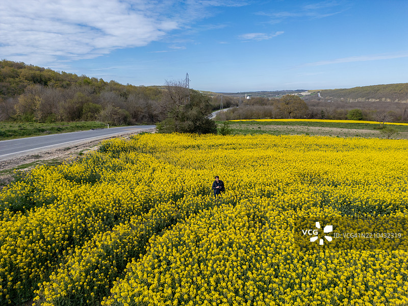 伊斯坦布尔卡塔尔卡的金色田野与孤独的树木 - 春天的梦境图片素材