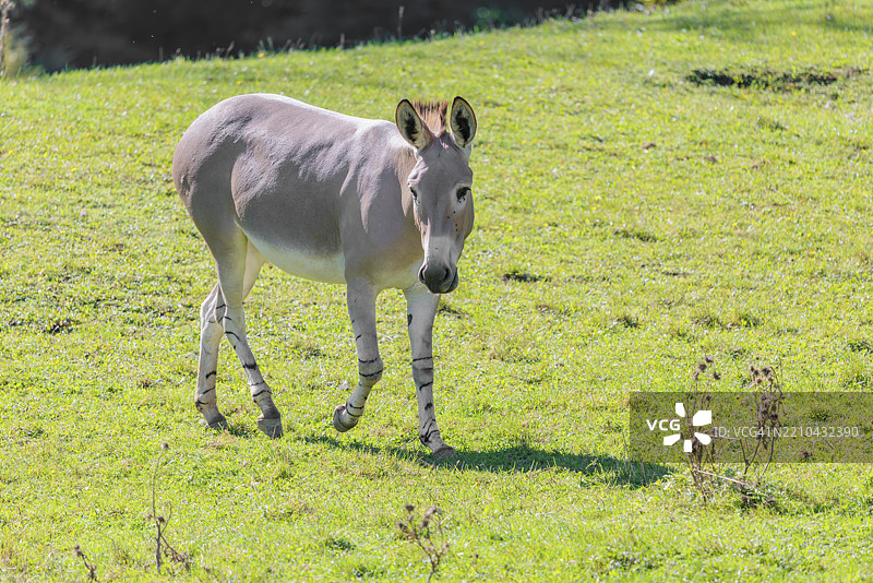 一只索马里野驴（Equus africanus somaliensis）在绿色草地上奔跑图片素材