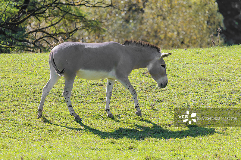 一只索马里野驴（Equus africanus somaliensis）在绿色草地上奔跑图片素材