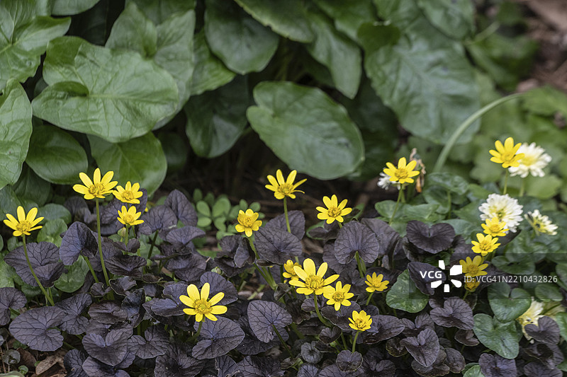 小黄花（Ranunculus ficaria Brazen Hussy），德国下萨克森州，埃姆斯兰，欧洲图片素材