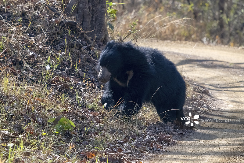 树懒熊(Melursus ursinus),熊(Ursidae),食肉动物(Carnivora),巴鲁,萨图普拉国家公园,老虎保护区,中央邦,帕赫马尔希生物圈保护区,印度,亚洲图片素材