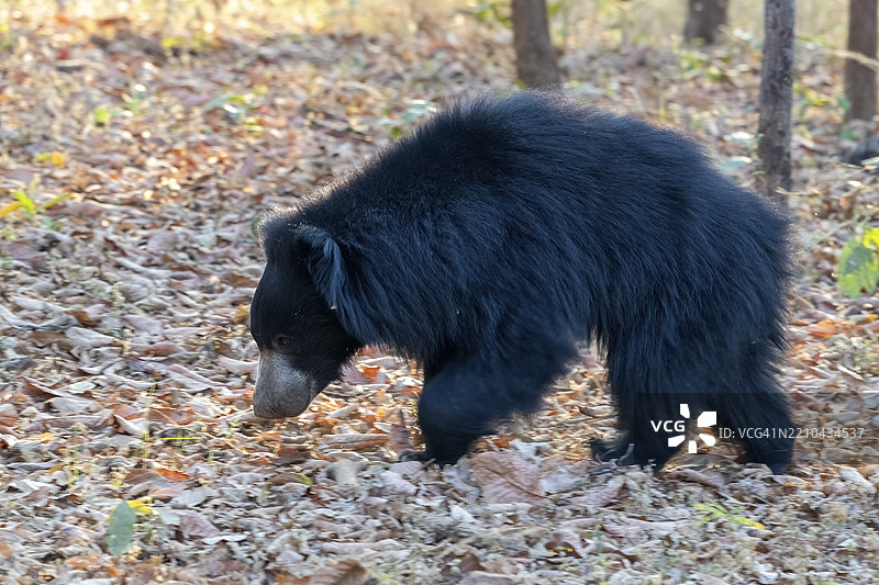 树懒熊（Melursus ursinus），熊（Ursidae），食肉动物（Carnivora），巴鲁，萨图拉国家公园，老虎保护区，中央邦，帕赫马尔希生物圈保护区，印度，亚洲图片素材