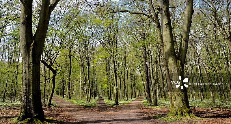 森林中的树木图片素材