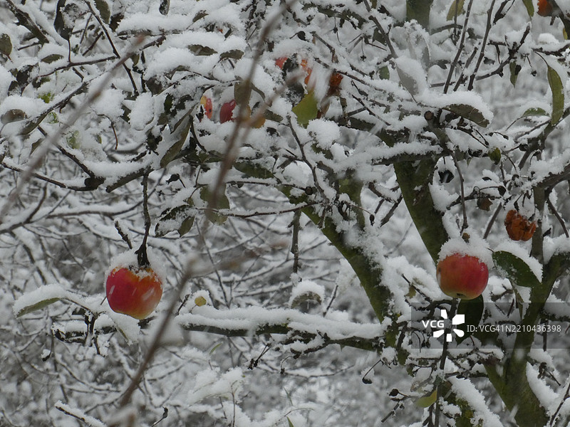 冬季树上的红苹果特写图片素材