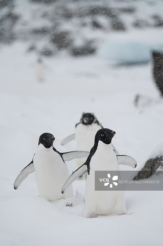雪地上的企鹅特写图片素材