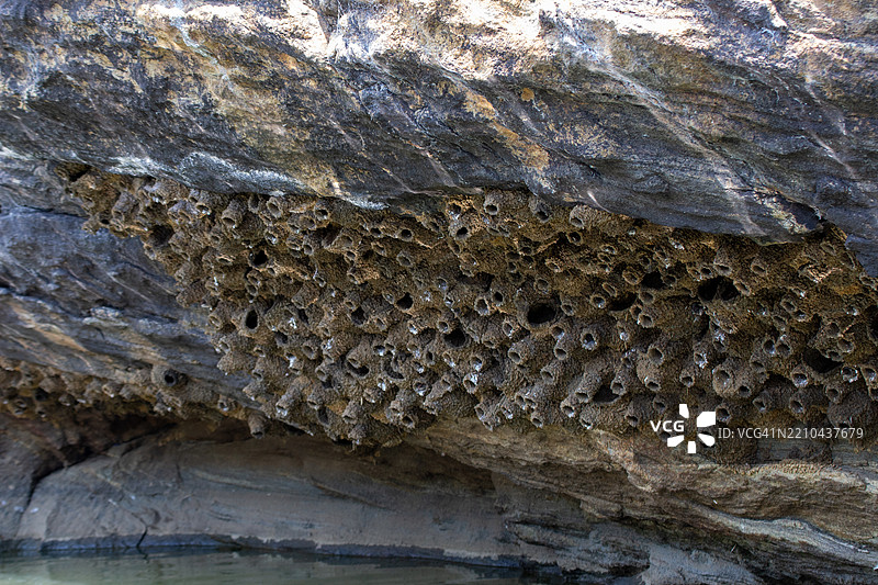 条喉燕鸟巢的图片，亦称为印度崖燕鸟。图片素材