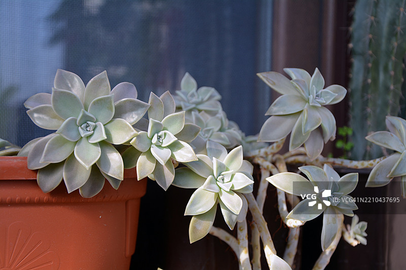 近距离拍摄的名为幽灵植物的多肉植物（Graptopetalum paraguayense）在花盆中。图片素材