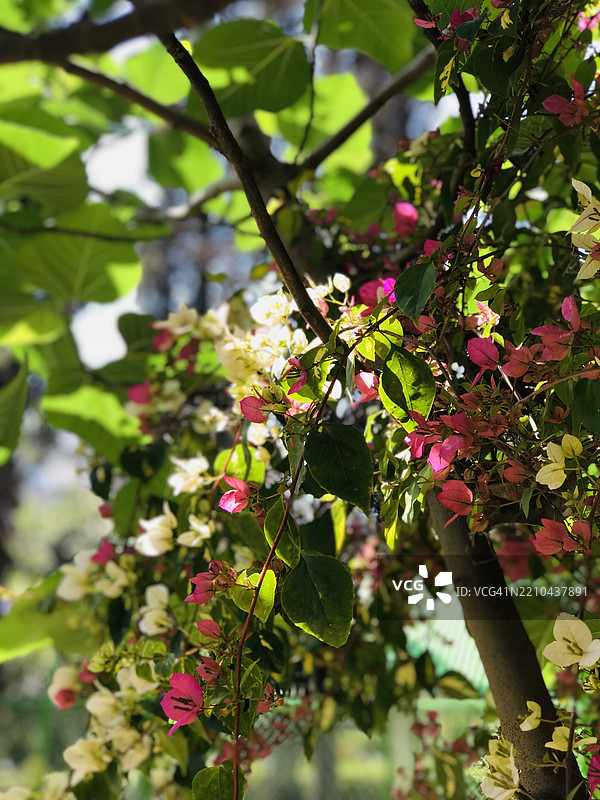 在阳光照耀的绿色树冠下盛开的九重葛，巴基斯坦旁遮普省拉瓦尔品第图片素材