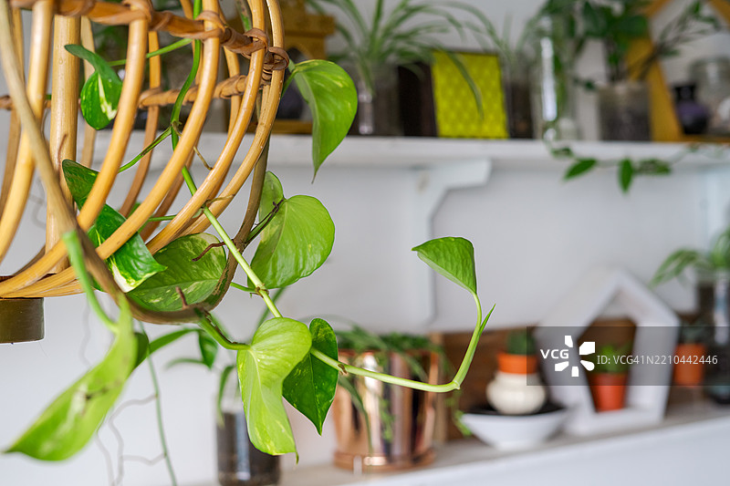 爬行在藤制装饰上的爬藤植物，魔鬼常春藤或金钱树，背景中有植物架。图片素材