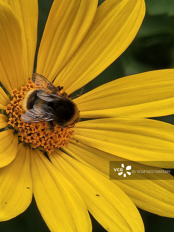 自然的小工蜂为黄色花朵授粉图片素材