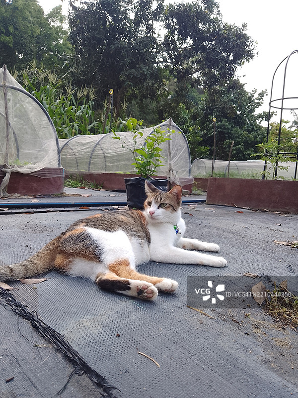 躺在步道上的猫的肖像图片素材