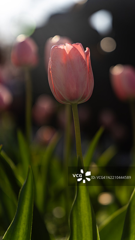 红色郁金香的特写镜头图片素材