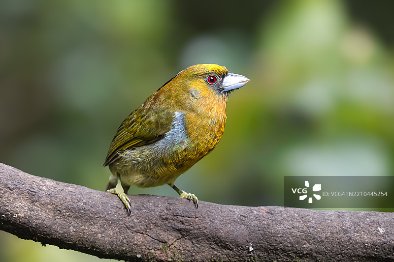 尖嘴啄木鸟，原产于潮湿森林图片素材
