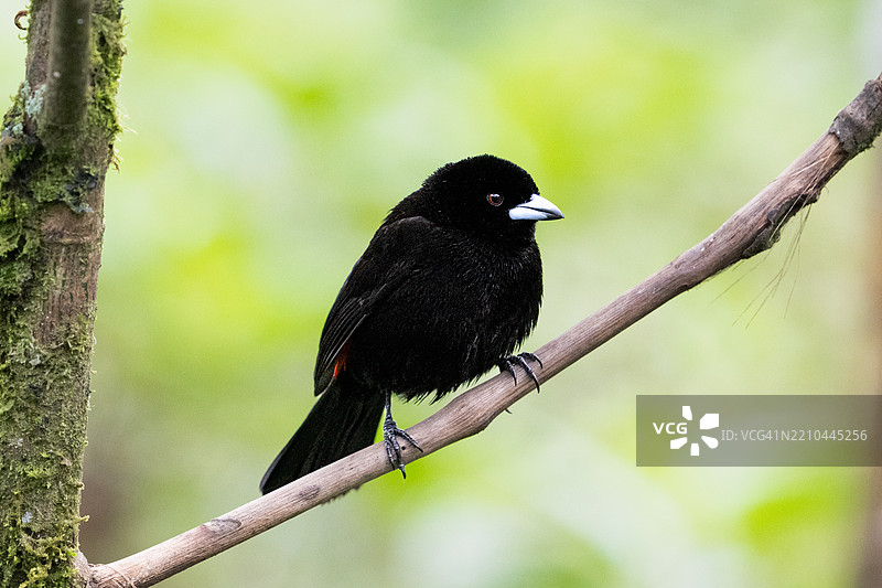 猩红臀雀（Ramphocelus passerinii）是一种鸣禽。图片素材