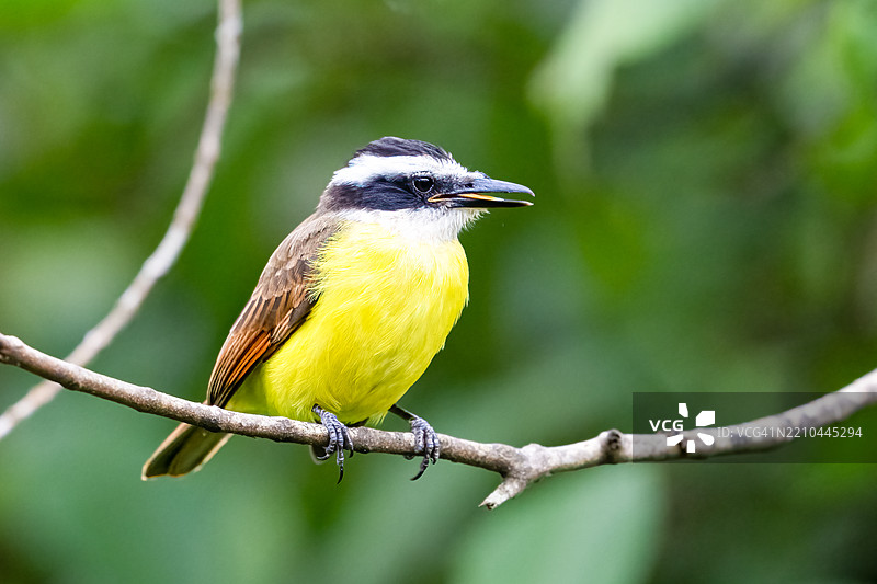 大黄鹂，学名Pitangus sulphuratus，俗称bem-te-vi、Pitogue等。图片素材