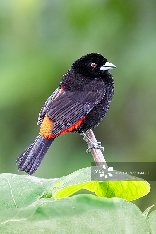 猩红臀雀（Ramphocelus passerinii）是一种鸣禽。图片素材