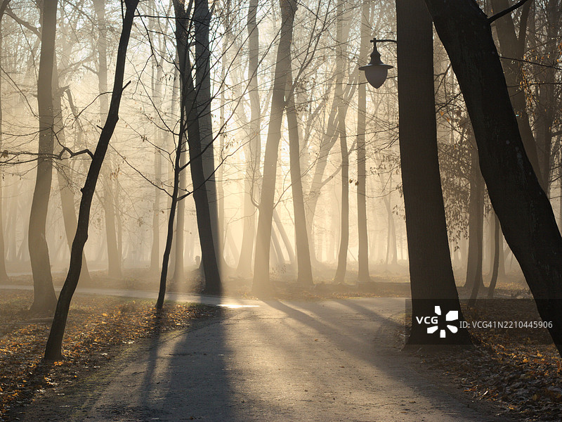 森林中的树木图片素材