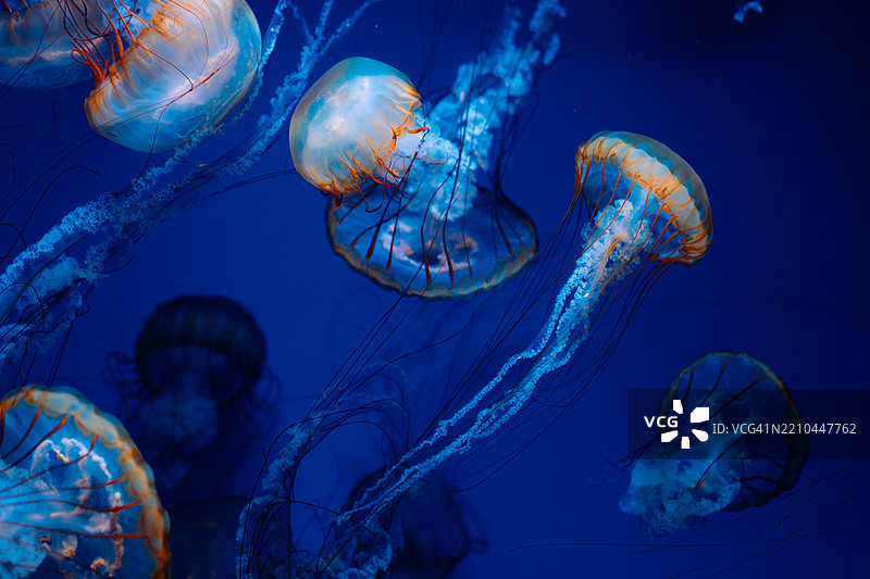 Vividly Lit Jellyfish Swimming Gracefully in a Deep Blue Ocean Aquarium图片素材