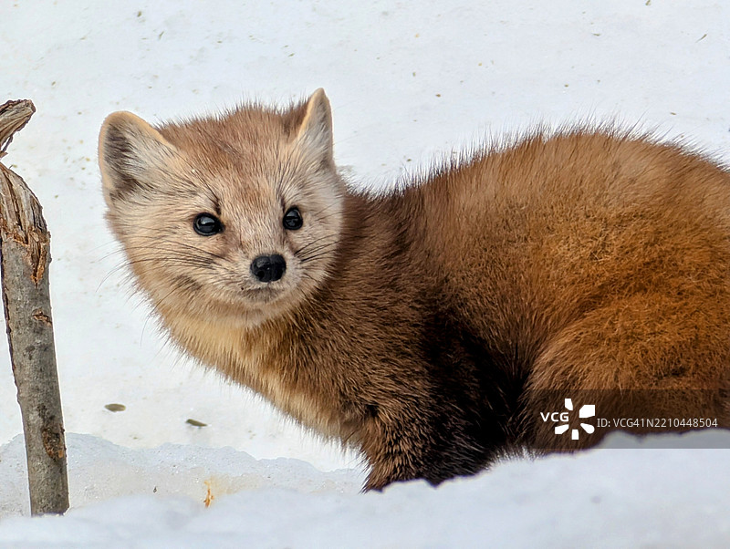 啮齿动物的特写肖像，安大略省哈利伯顿县，加拿大图片素材