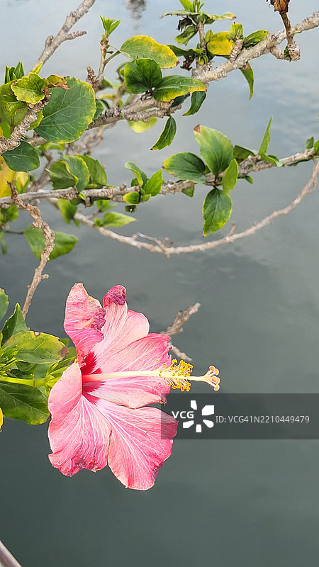 自然之美，无需滤镜，纯粹的自然色彩，佛罗里达州帕斯科县，美国图片素材