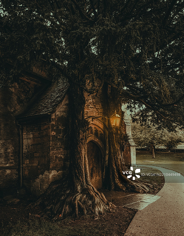 英国切尔滕纳姆公园里的树木图片素材