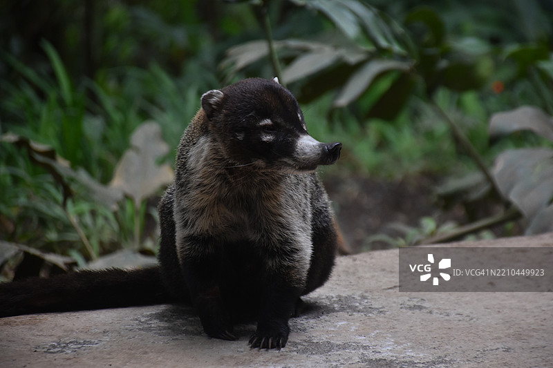 狐猴特写，福图纳，阿拉胡埃拉，哥斯达黎加图片素材