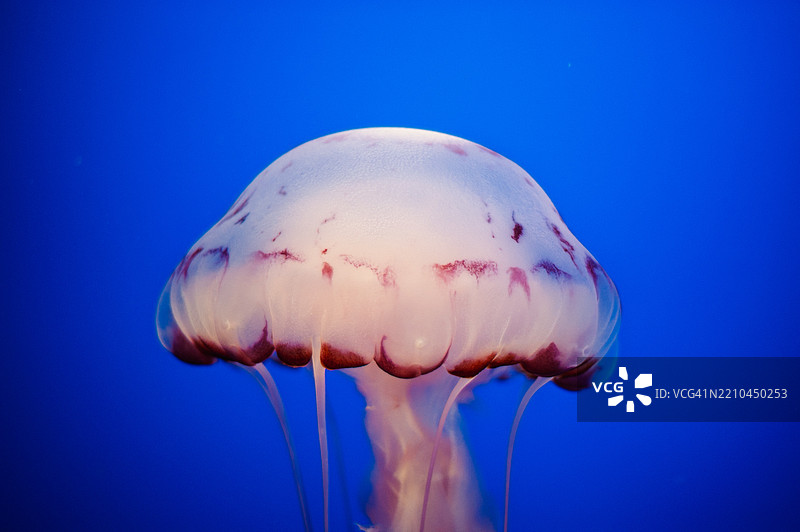 加利福尼亚州蒙特雷海域游动的水母特写图片素材