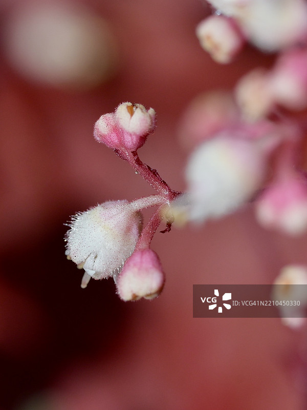 粉色花蕾的特写，艾德蒙顿，阿尔伯塔，加拿大图片素材