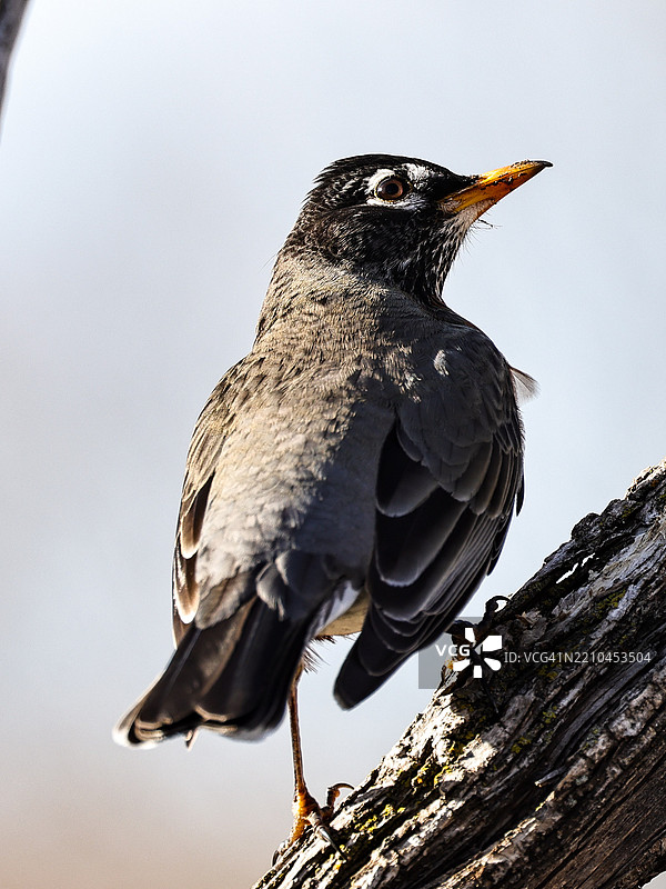 歌鸲栖息在树上，背景是晴朗的天空，地点：内布拉斯加州，布莱尔，美国图片素材