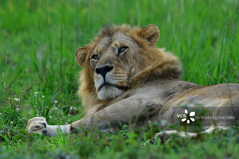 放松的雄狮肖像图片素材