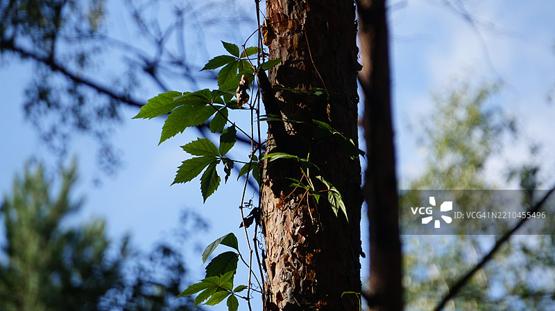 低角度视图的树木与天空相对图片素材