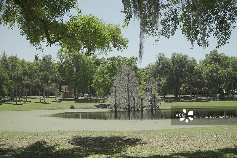 美国佛罗里达州阿波普卡公园里的树木图片素材