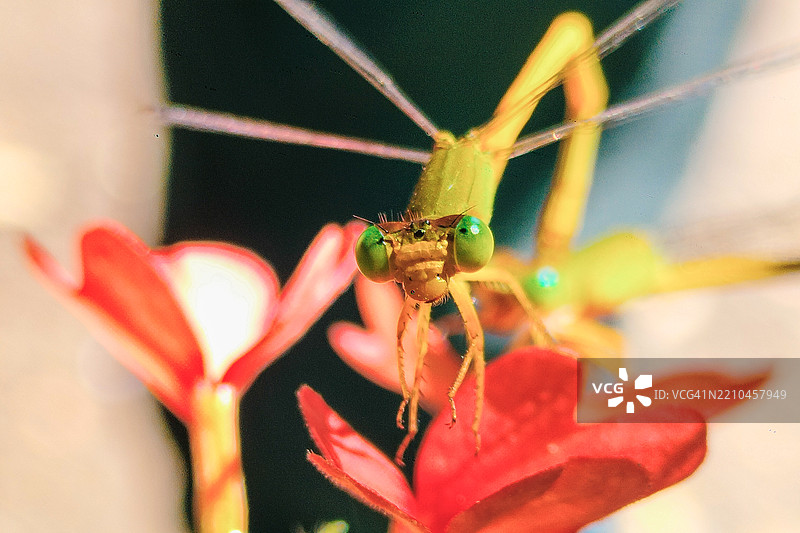 昆虫在花朵上的特写镜头图片素材