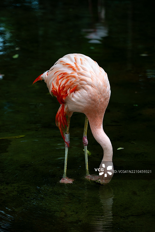 安第斯火烈鸟在湖中的特写，巴西图片素材