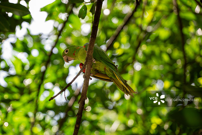 低角度视图的鸟栖息在树枝上，伊瓜苏鸟园，红额鹦鹉，巴西图片素材