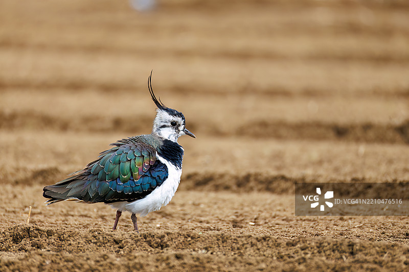 北方燕鸥(Vanellus vanellus,属于鹤鹭科)是稻田的女神,拥有美丽的结构色。神奈川县平塚市的冈崎稻田 - 2025图片素材