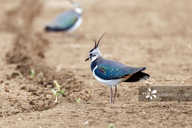 北方燕鸥(Vanellus vanellus,属于鹤鹭科)是稻田的女神,拥有美丽的结构色。神奈川县平塚市的冈崎稻田 - 2025图片素材