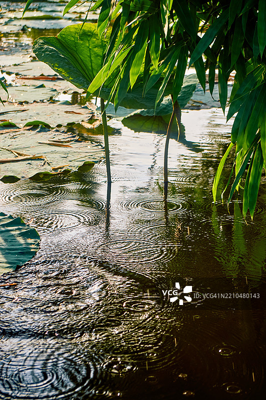 竹影映照在满是莲花的池塘上图片素材