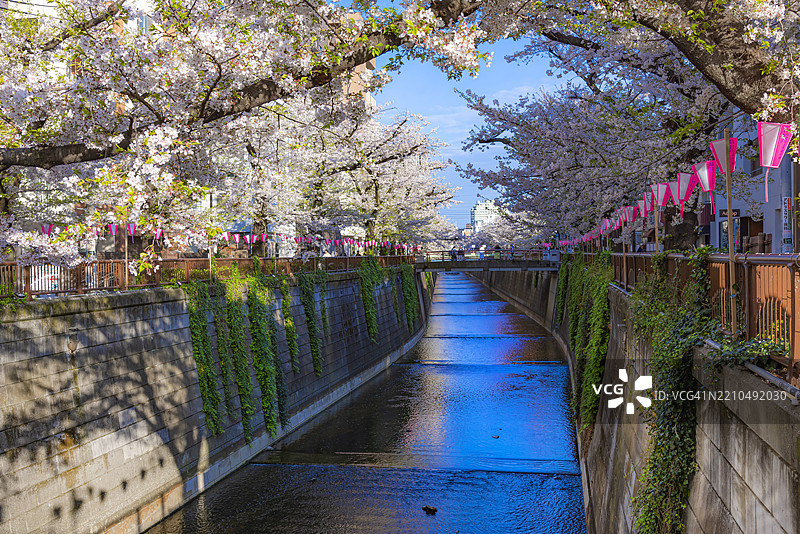 春天在东京中目黑的目黑川沿岸的粉色樱花树美景图片素材
