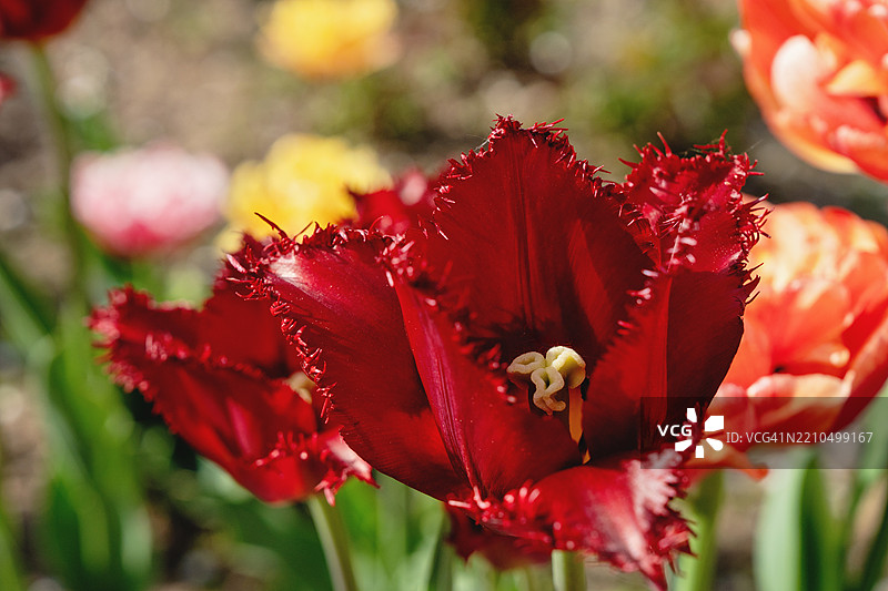 红翼流苏郁金香在花园中图片素材