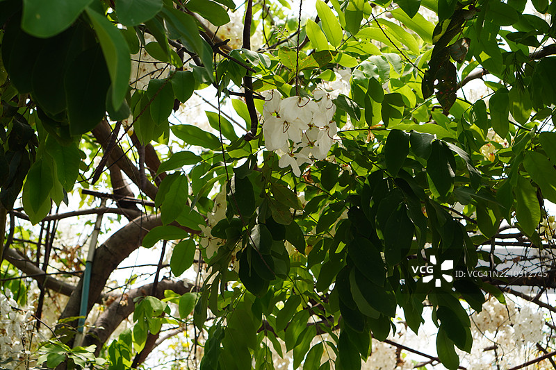 金雨白花图片素材
