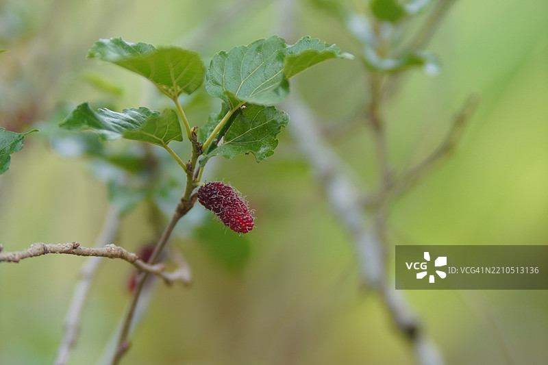 桑葚果在花园自然背景中盛开图片素材