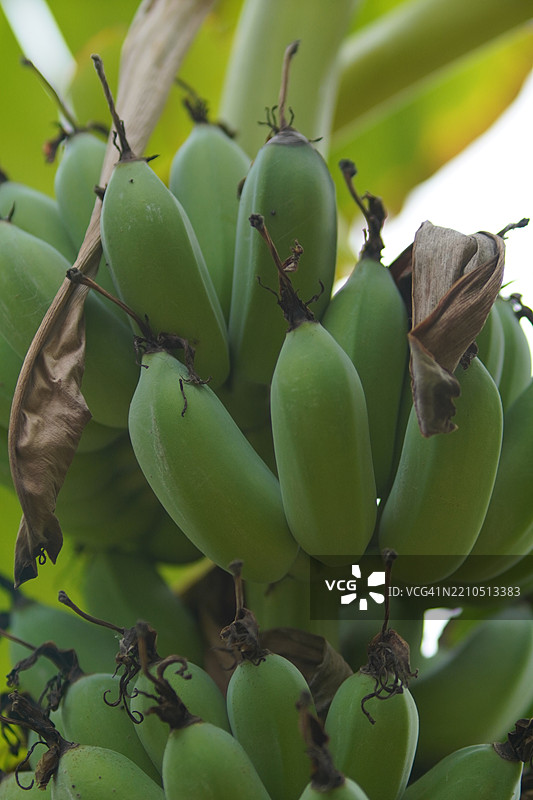培育的香蕉品种——皮桑阿瓦克，矮小的南瓦香蕉，杜卡斯最受欢迎的甜点品种，香蕉花和树上结果的花朵，背景模糊的自然景观。图片素材