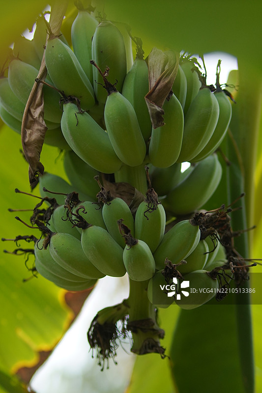 培育的香蕉品种——皮桑阿瓦克，矮小的南瓦杜卡斯，最受欢迎的甜点品种，香蕉花和树上结果的花朵，背景模糊的自然景观。图片素材