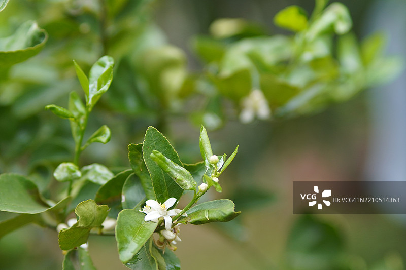 模糊自然背景中的白色花朵和树上的柠檬，酸味水果青柠的绿色植物图片素材