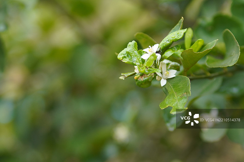 模糊自然背景中的白色花朵和树上的柠檬，酸味水果青柠的绿色植物图片素材