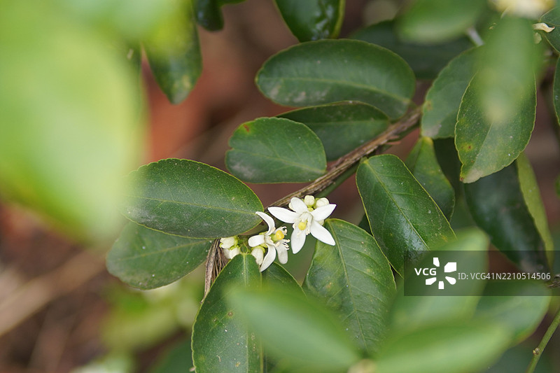 模糊自然背景中的白色花朵和树上的柠檬，酸味水果青柠的绿色植物图片素材